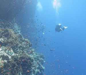 Red Sea Reef Diving, Stellar Divers, PADI Scuba School Lincoln