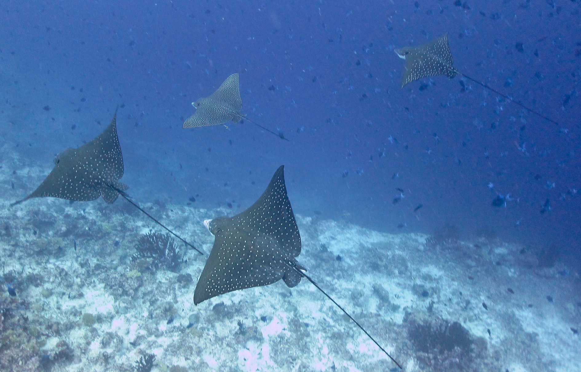 Eagle Rays In Formation