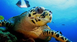 Hawksbill Turtle