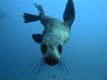 Farnes Seal