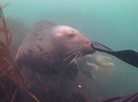 Farnes Seal