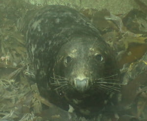 Farnes Grey Seal - Stellar Divers PADI Lincoln