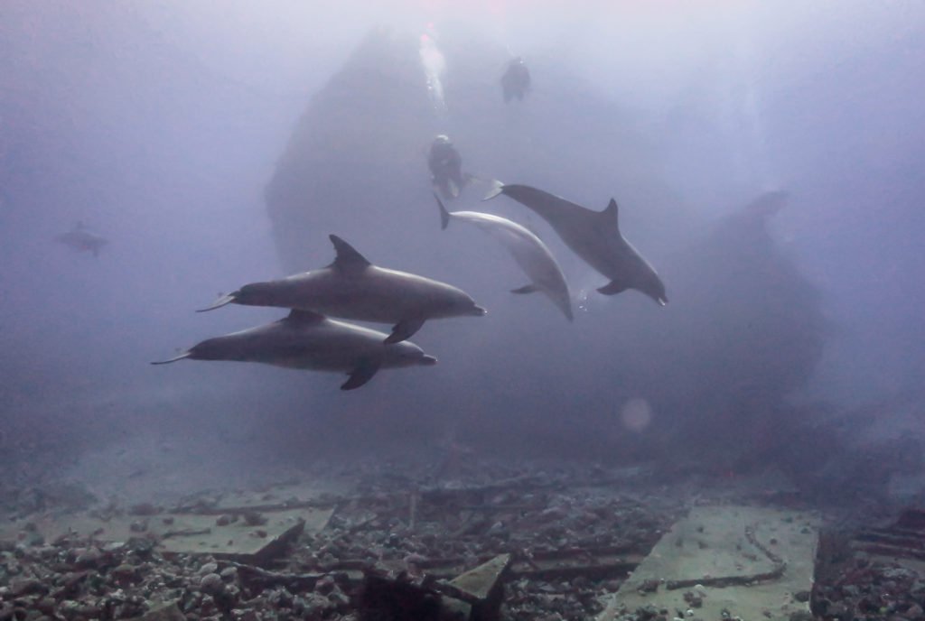 Stellar Divers - PADI - Red Sea - Blue O Two