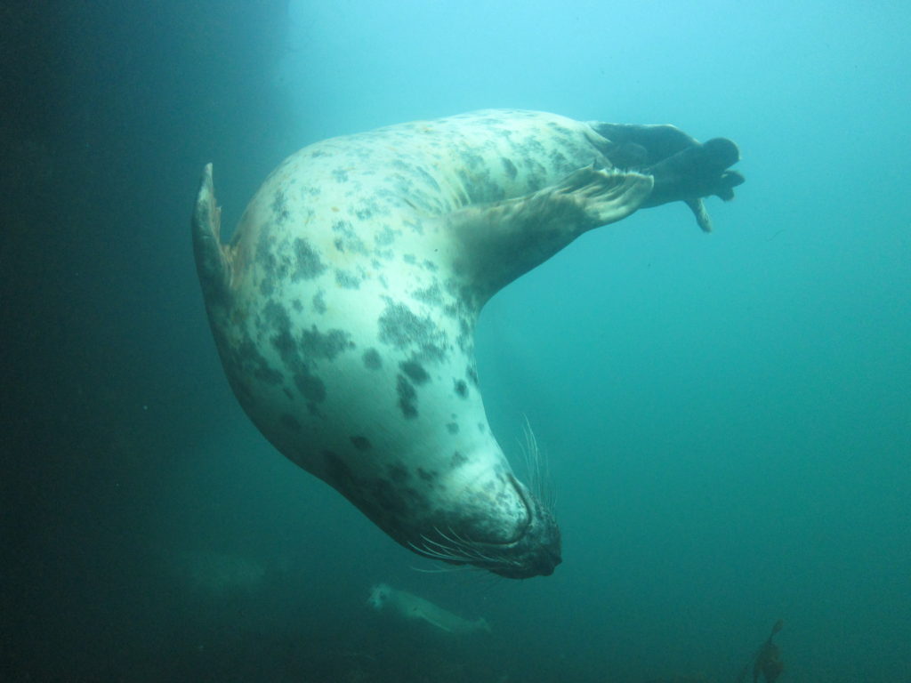 Farnes Seal - Stellar Divers - Scuba Diving Lincoln