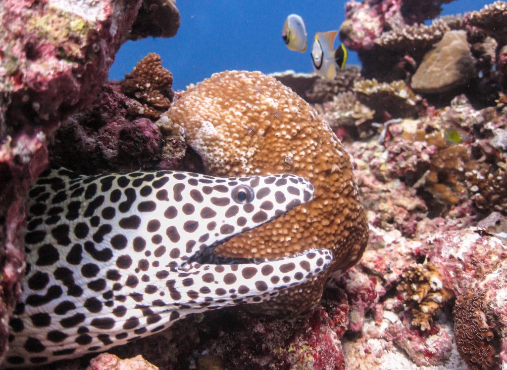 Maldives, Stellar Divers, PADI