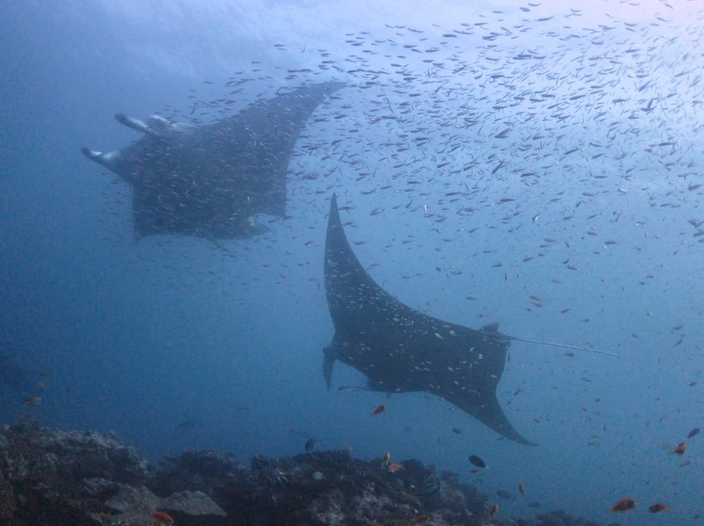 Stellar Divers - Maldives - PADI