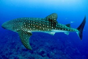 Whaleshark