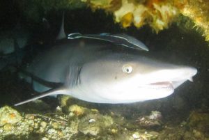 Philippines White Tip - Stellar Divers - PADI