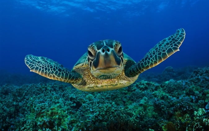 Stellar Divers, PADI, Scuba, Lincoln, Lincolnshire