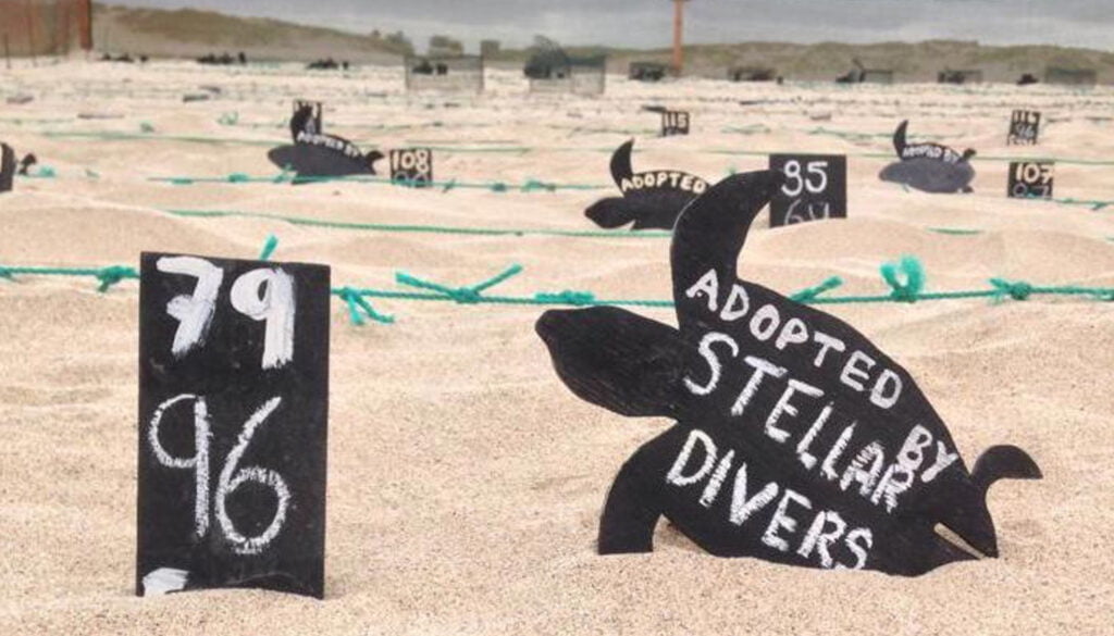 Turtle Adoption, Stellar, divers, PADI, instructor, divemaster, open, water, advanced, rescue, speciality, scuba, dive, training, lincoln, lincolnshire, nottinghamshire, yorkshire, Service, centre, air, fills, regulator, equipment, sales
