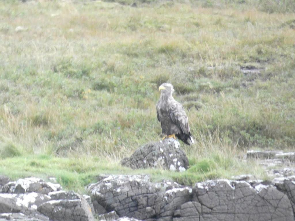 Sea Eagle