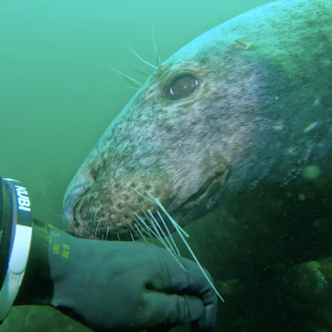 A grey seal in the Farnes Islands