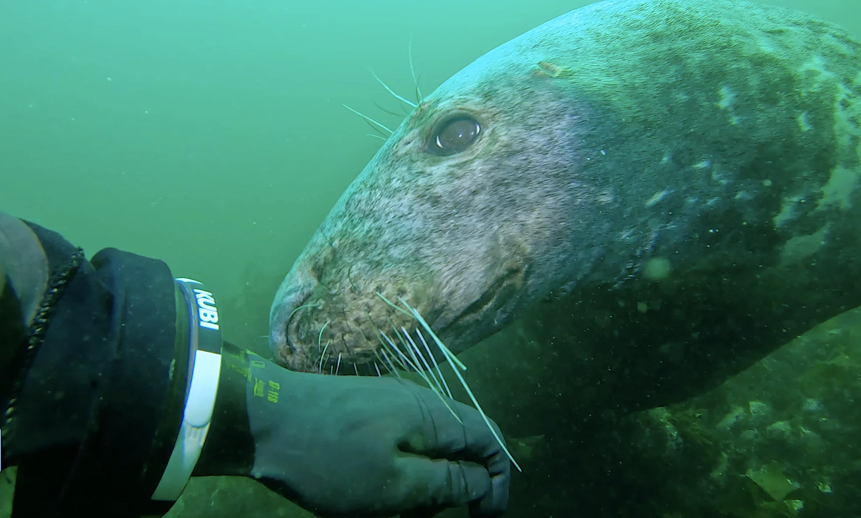 A grey seal in the Farnes Islands
