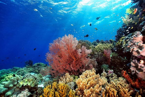 PADI AWARE Coral Reef Conservation