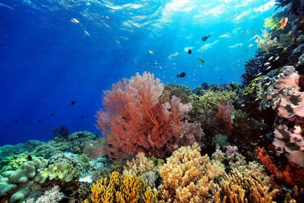 PADI AWARE Coral Reef Conservation