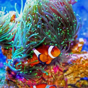 PADI AWARE Fish Identification