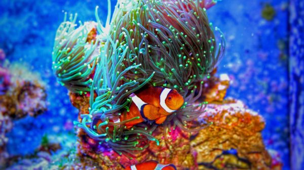 PADI AWARE Fish Identification