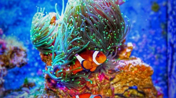 PADI AWARE Fish Identification