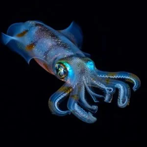 PADI Night Diver