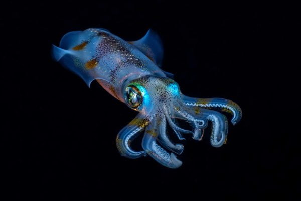 PADI Night Diver