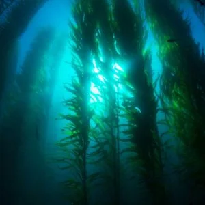 PADI Underwater Naturalist