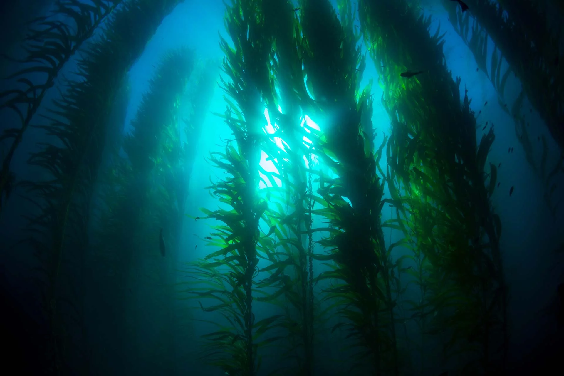PADI Underwater Naturalist