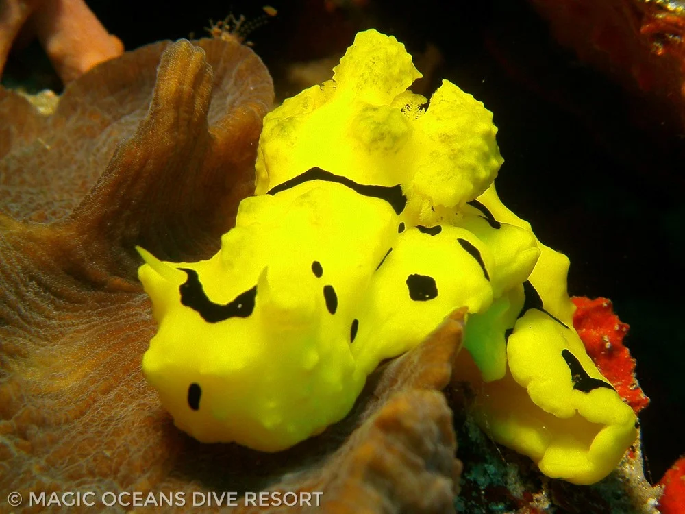 The Philippines - 2025 - Image 8