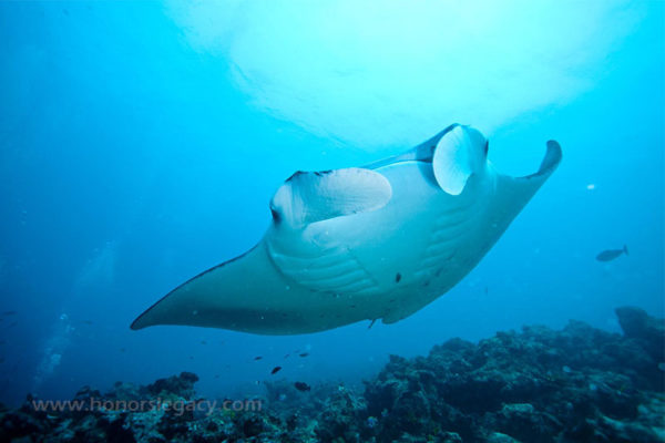 Manta Ray