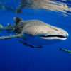 Maldives Whale Shark