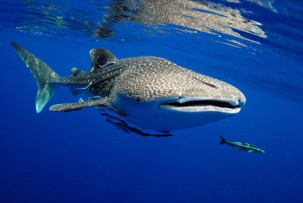 Maldives Whale Shark